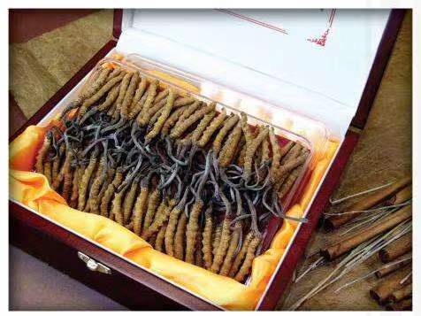 昭平冬虫夏草回收